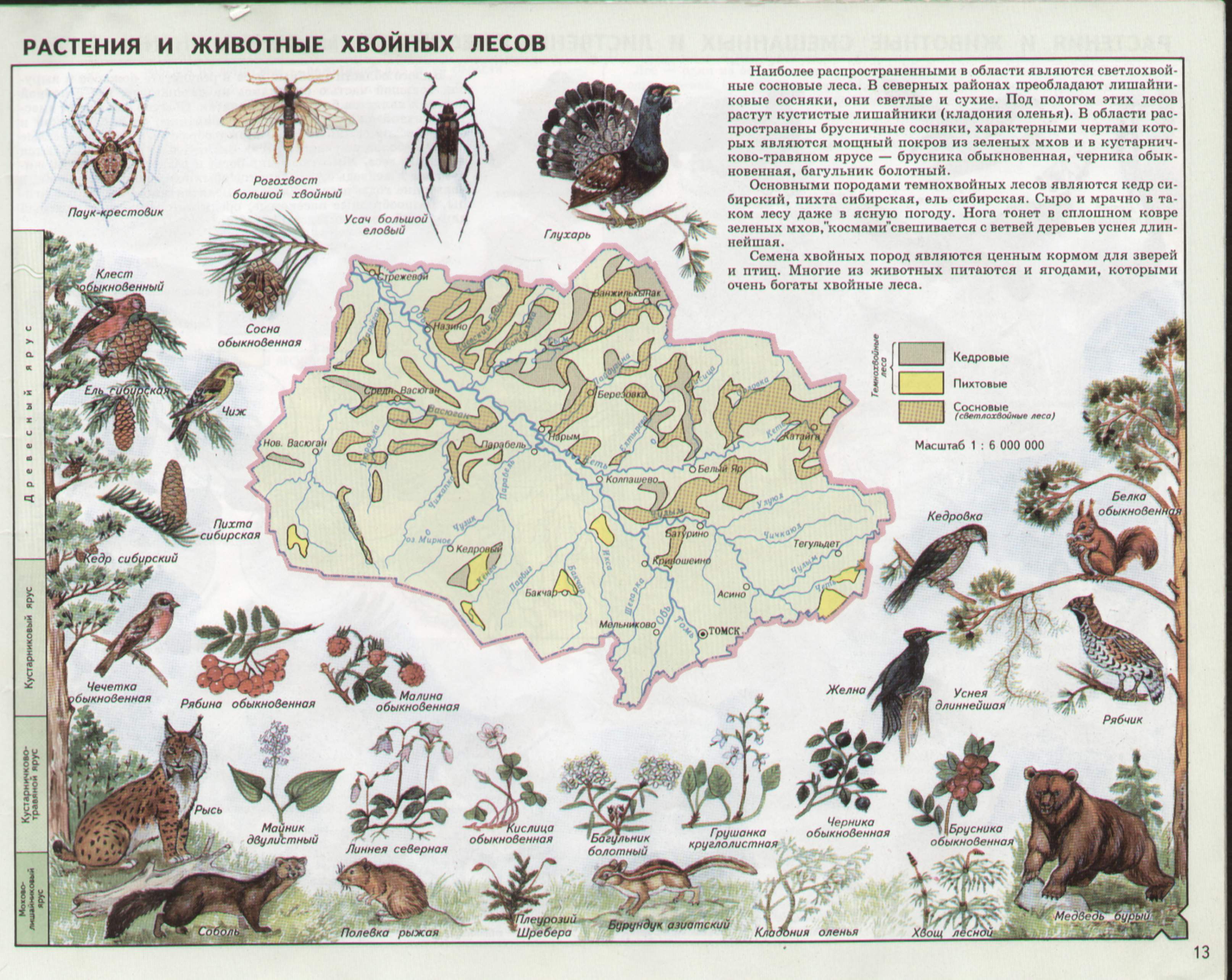 Карта растительности московской области 1996